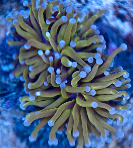 orange torch corals